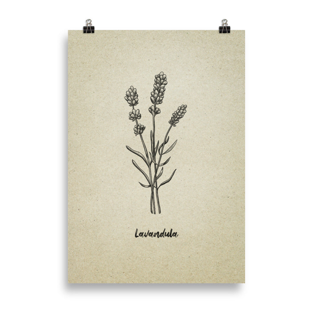 Lavendel (Lavandula) schraffiert